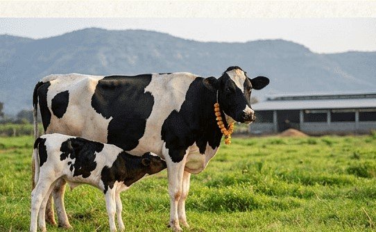 गाय