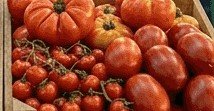 Tomato